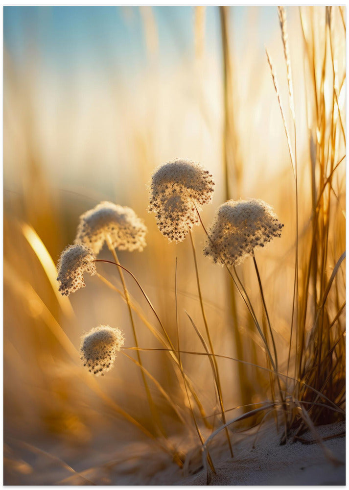 Sunlit Whisper Blooms