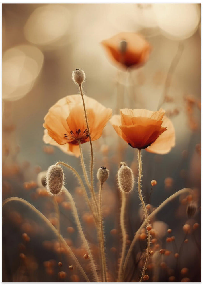 Whispers of Poppies