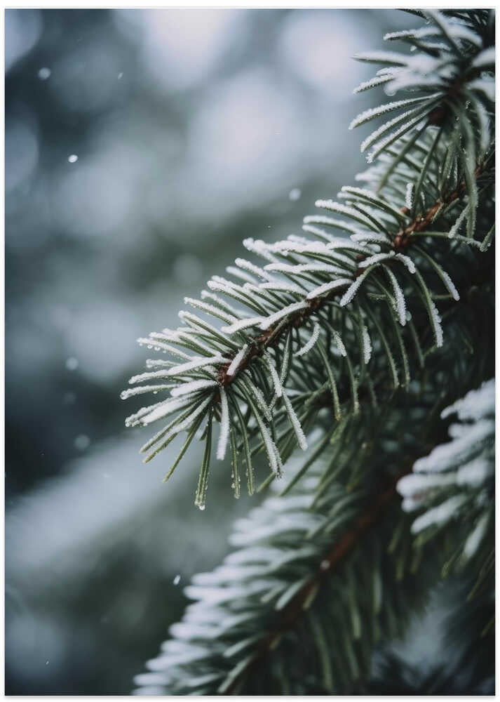 Frosted Pine Whisper