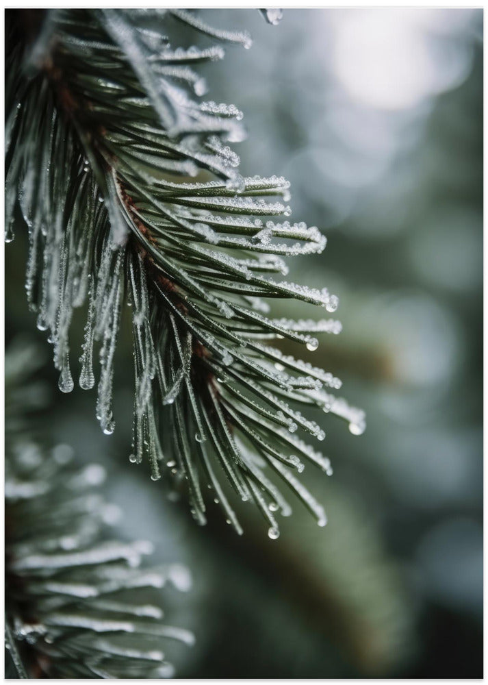 Frozen Pine Whispers