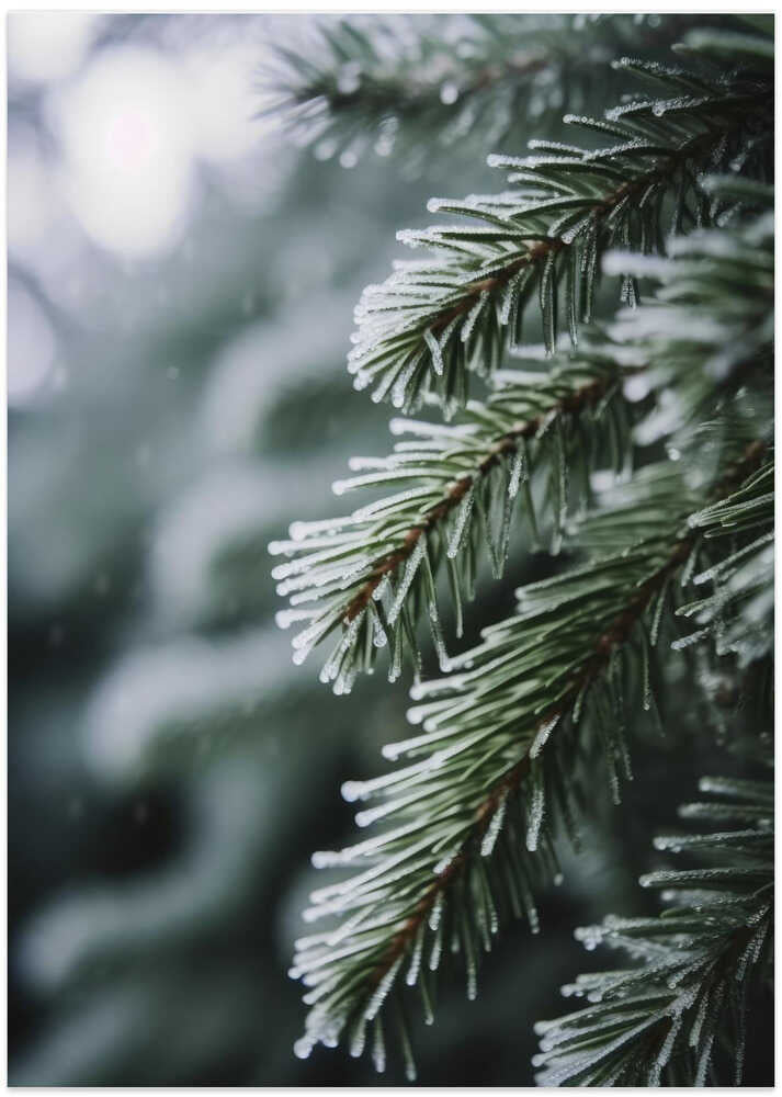Frosted Pine Whispers