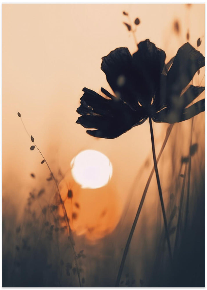 Silhouette at Sunset