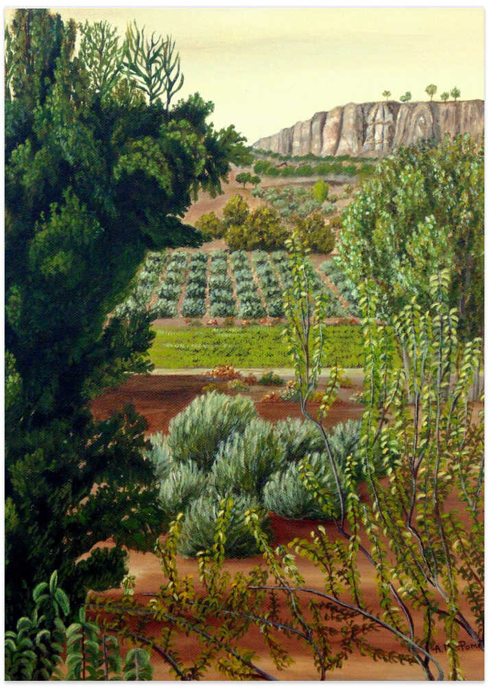 High Mountain Olive Trees