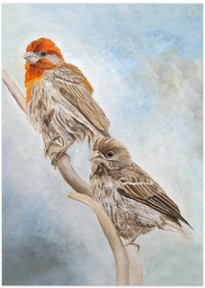 House Finch Couple