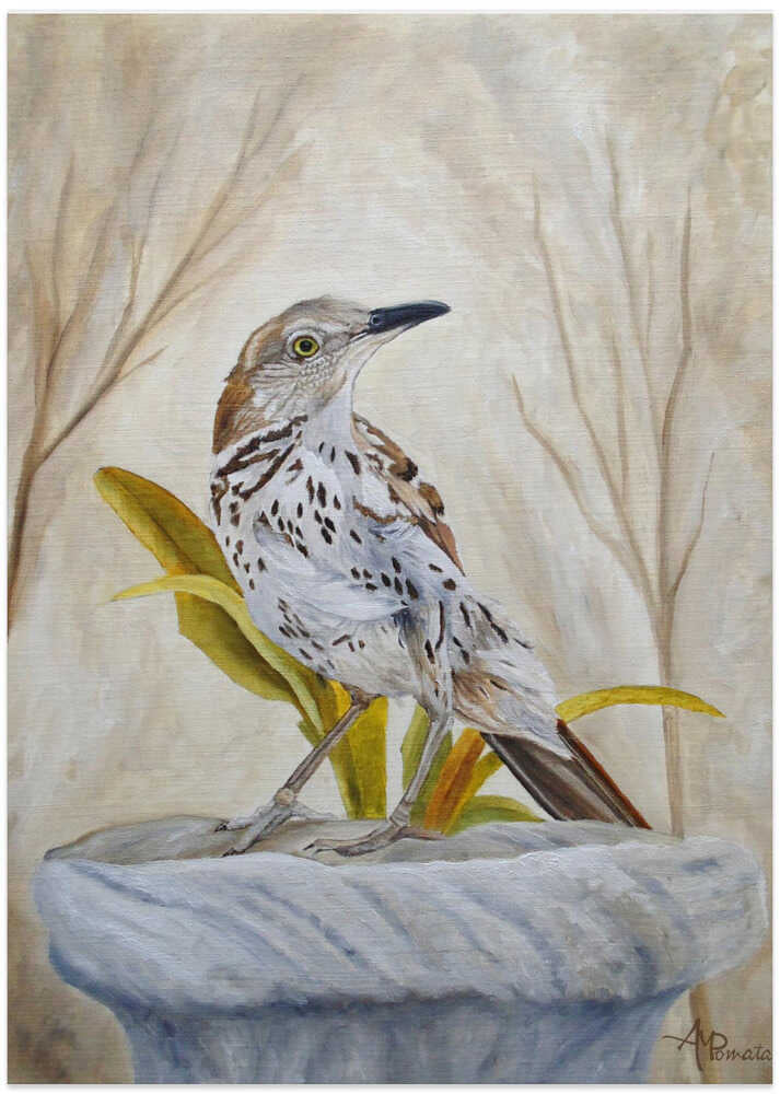 Early Brown Thrasher