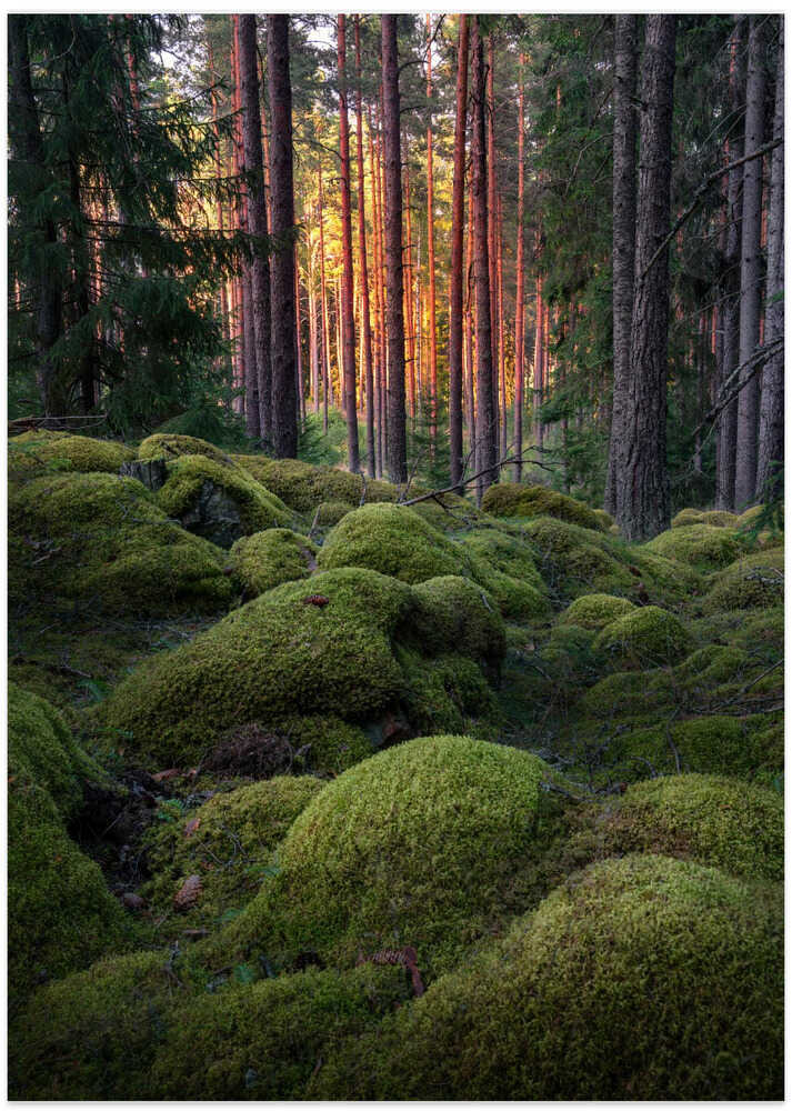 Mossy forest