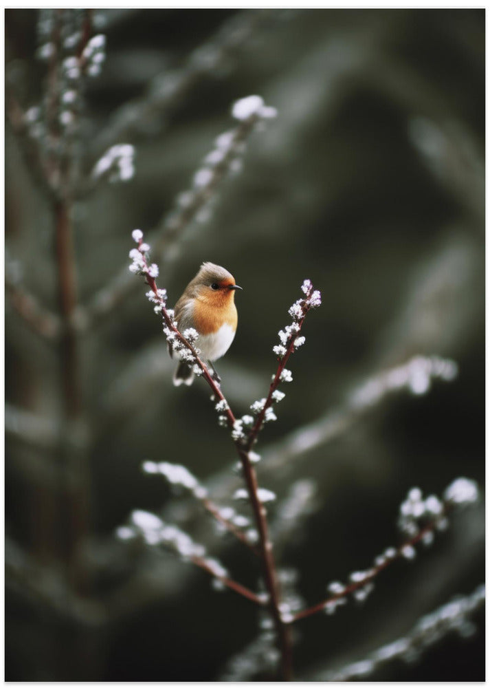 Winter Robin's Perch