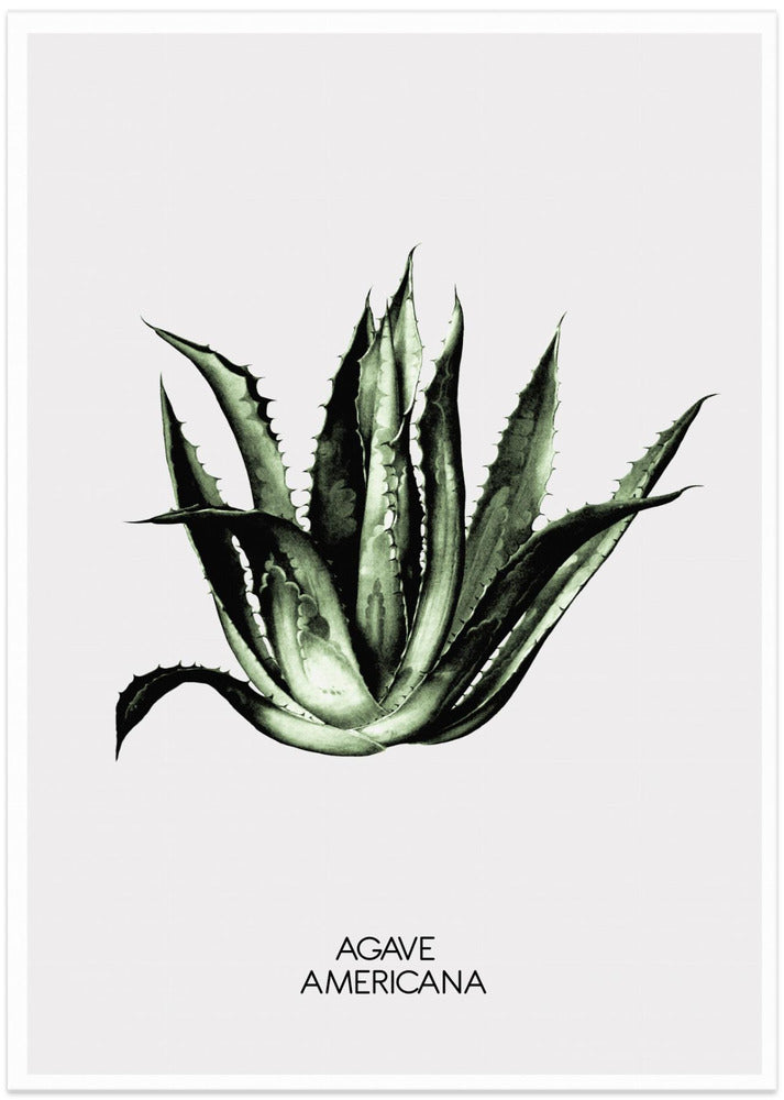 Green Agave Elegance