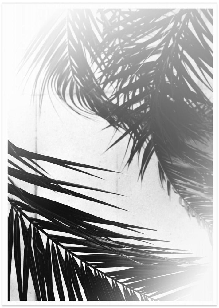 Palm Silhouettes