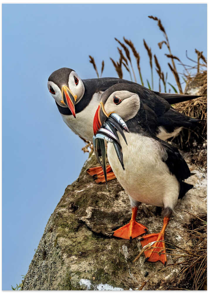 Envy - Can I Have Some?