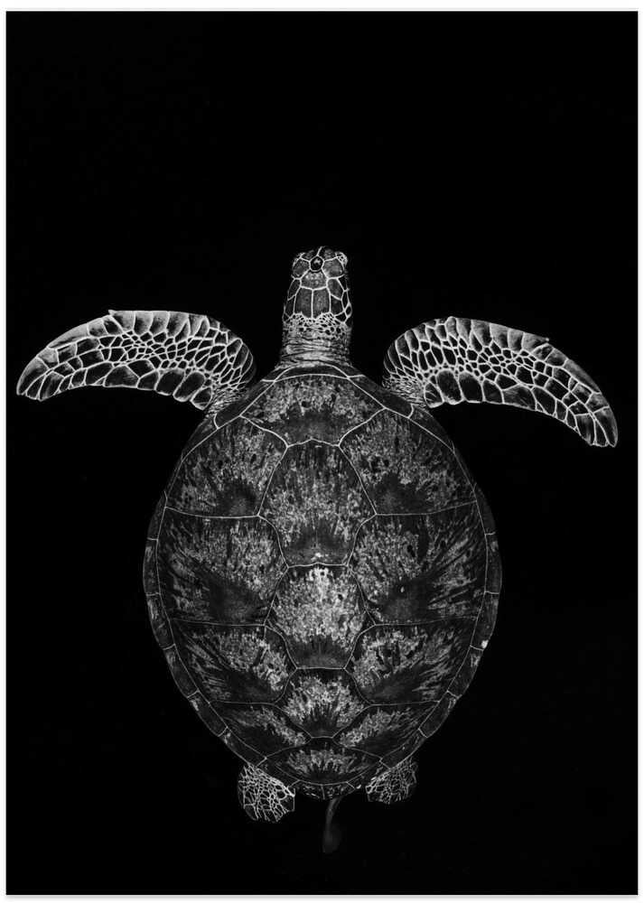 Green turtle on black and white
