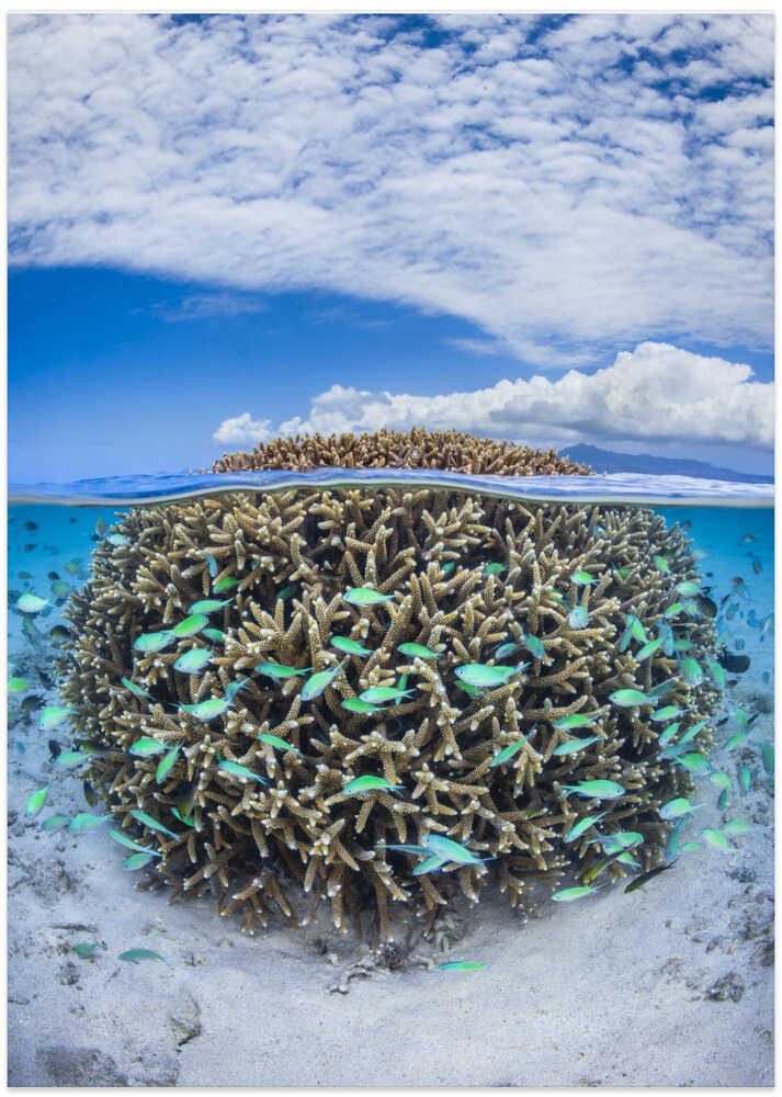 Coral Ball from Mayotte