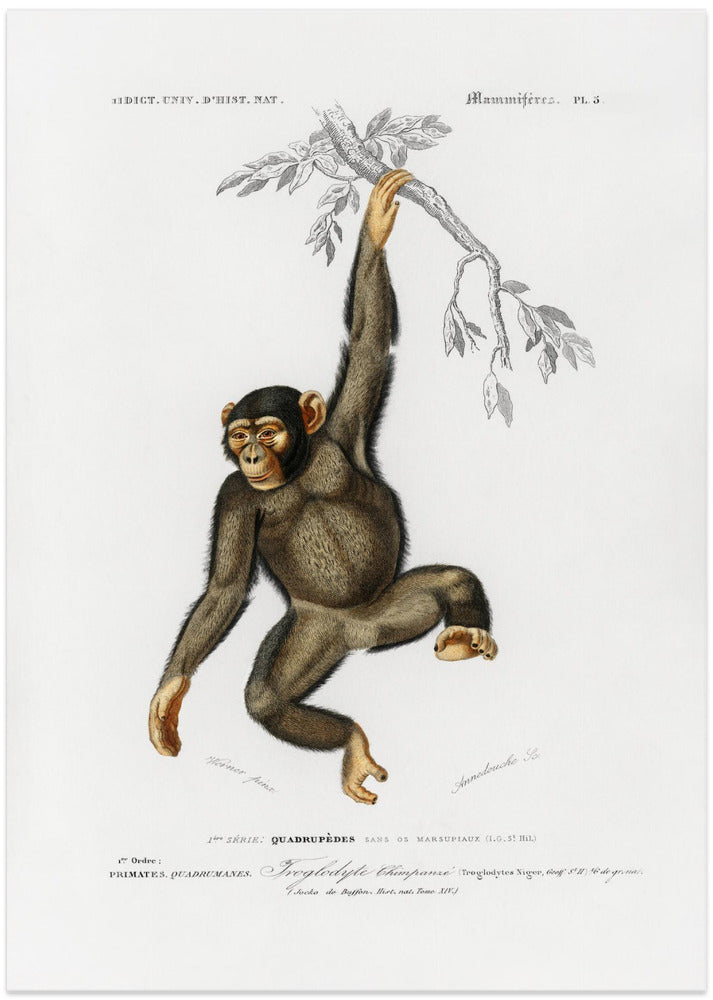 Chimpangze