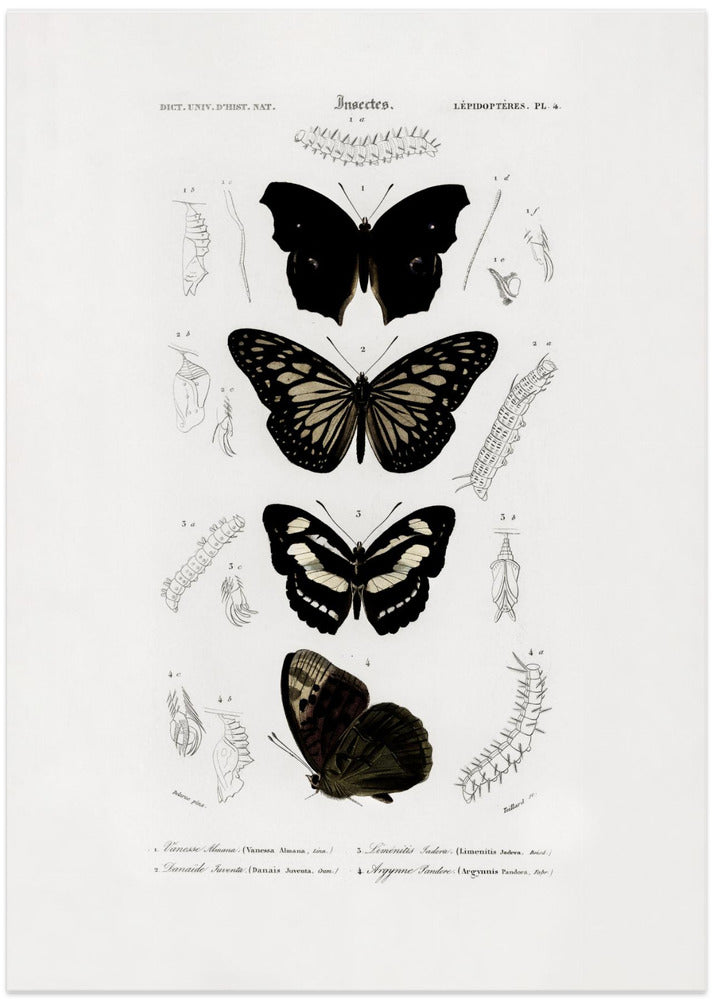 Collection of Butterflies 01