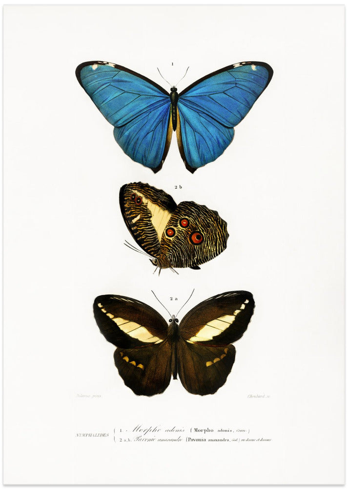 Different Types of Butterflies II