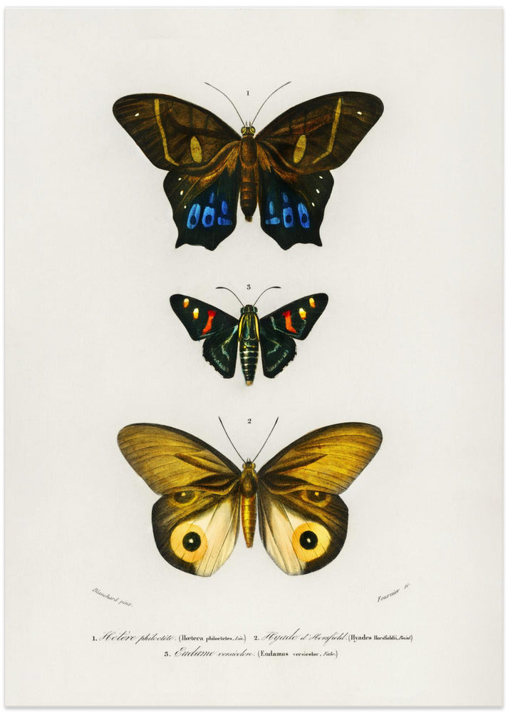 Different Types of Butterflies III