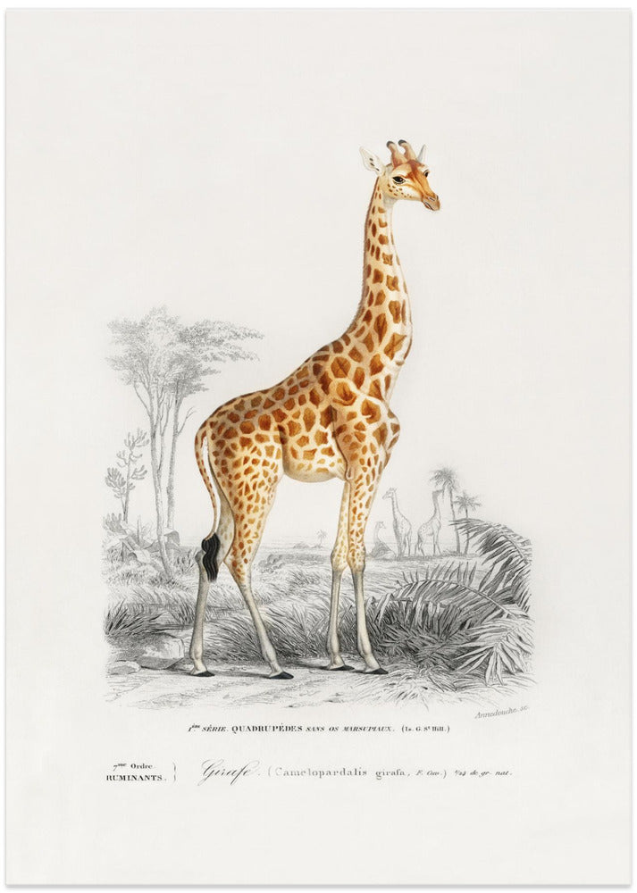 Giraffe