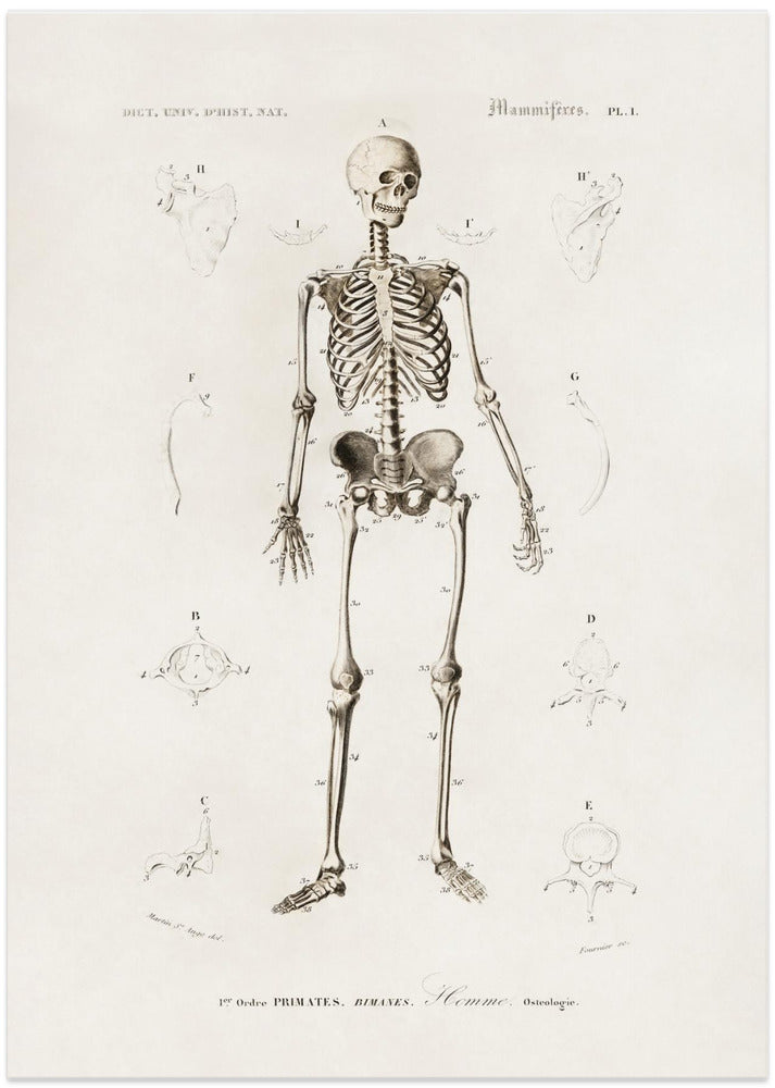 Human Skeleton
