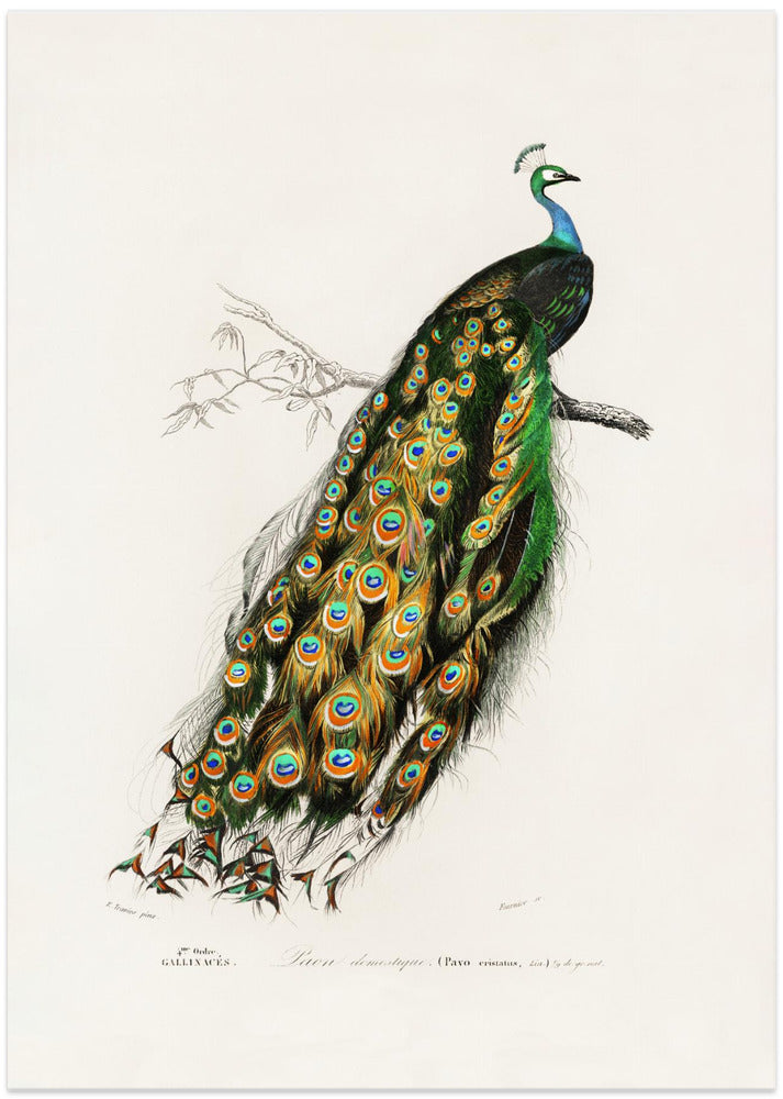 Indian Peafowl Peacock