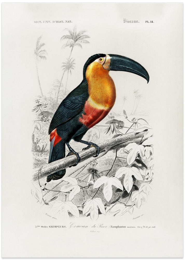 Toucan (ramphastos)