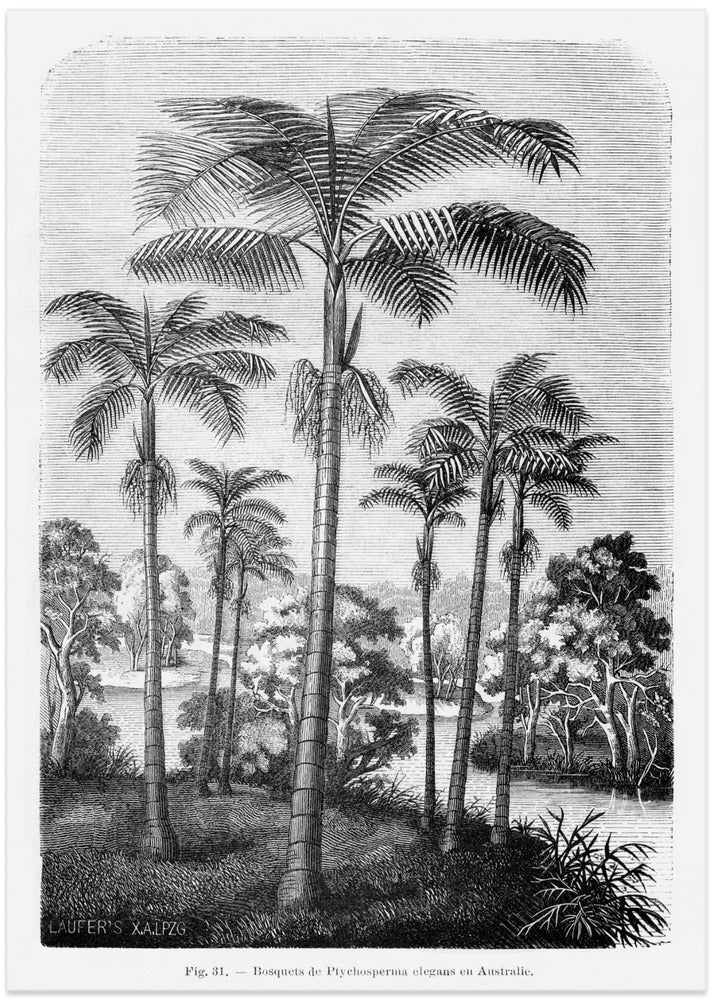 Vintage Palm Tree Drawing Ii