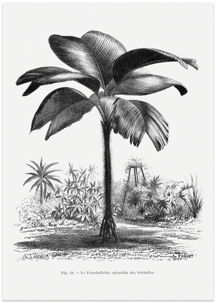 Vintage Palm Tree Drawing Iii