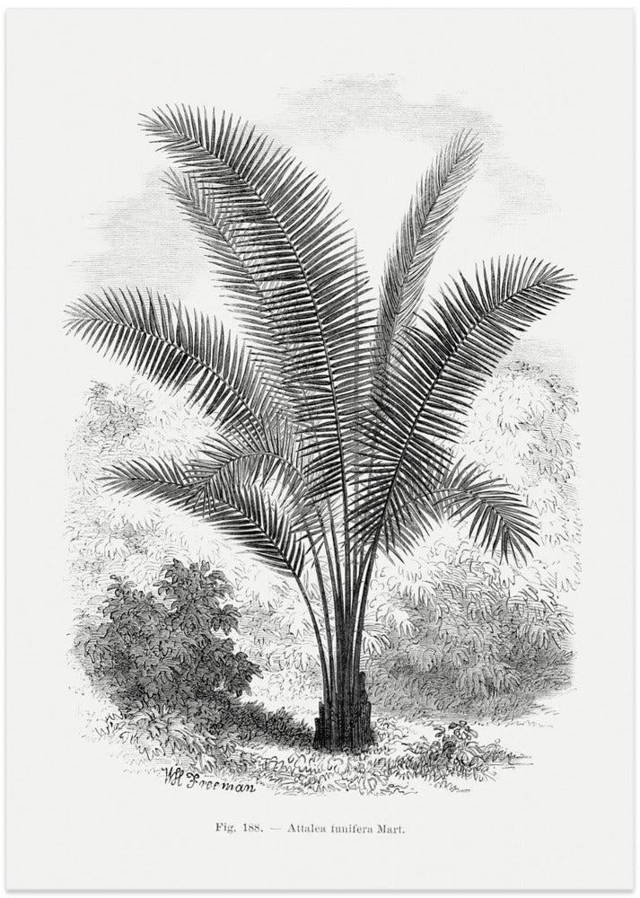 Vintage Palm Tree Drawing Vii