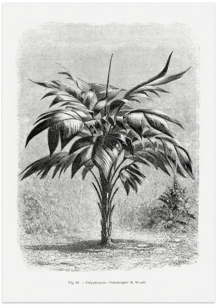 Vintage Palm Tree Drawing Viii