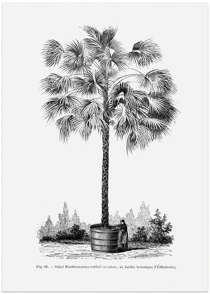 Vintage Palm Tree Drawing X