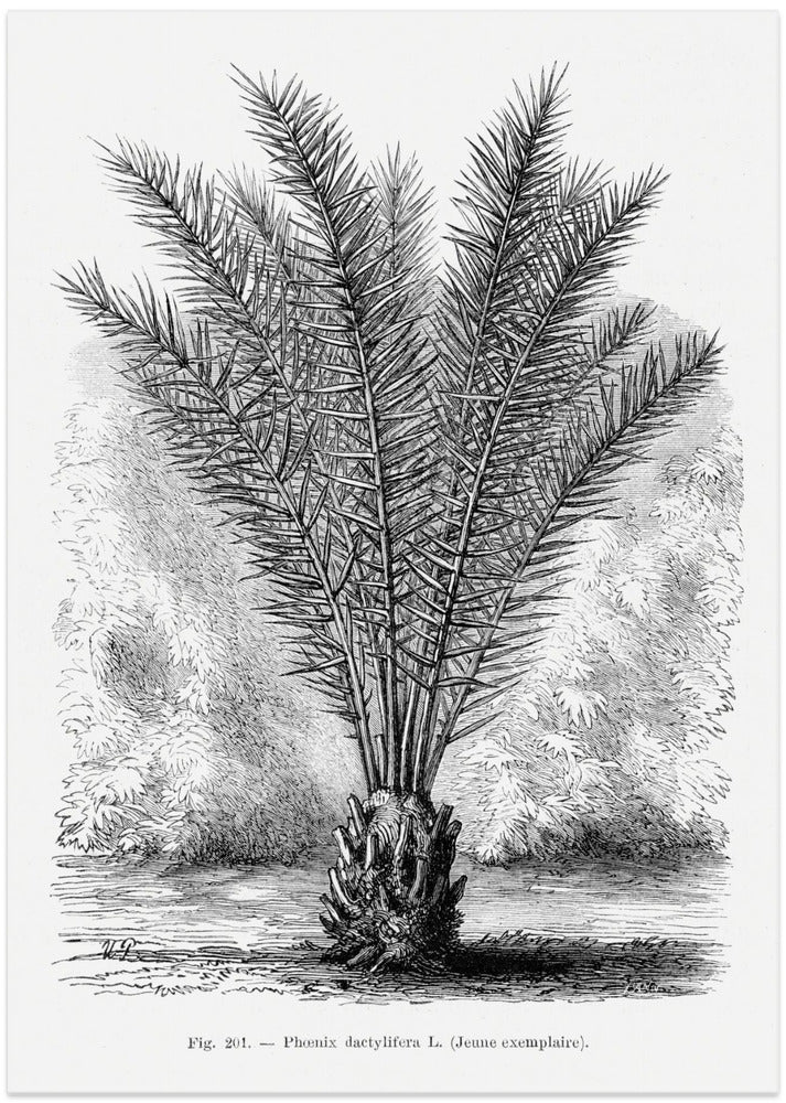 Vintage Palm Tree Drawing Xiii