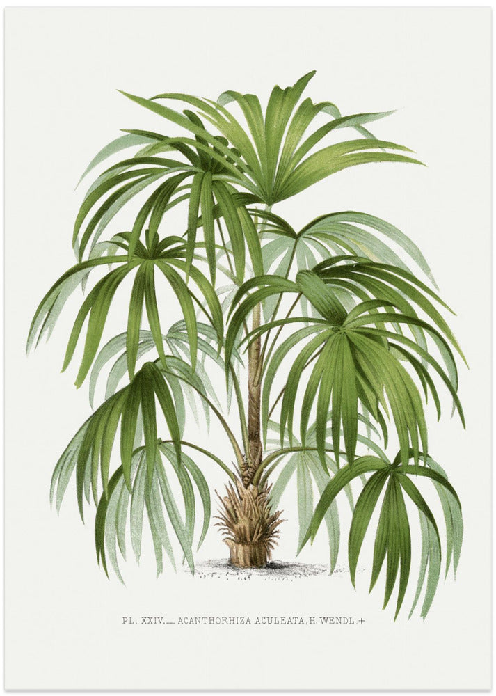 Xxiv Acanthorhiza Aculeata