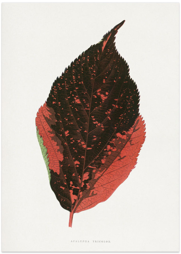 Acalypha Tricolor Leaf Illustration