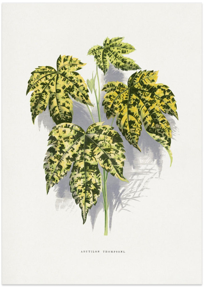 Abutilon Thompsoni Leaf Illustration
