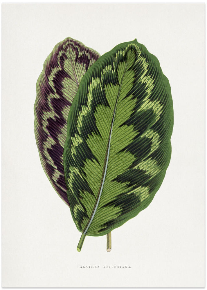 Calathea Veitchiana Leaf Illustration