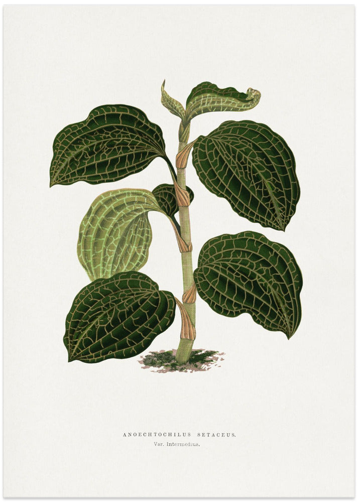 Green Anoechtochilus Setaceus Leaf Illustration