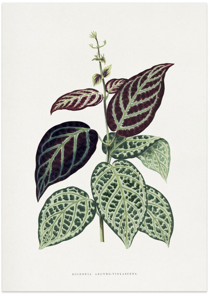 Green Bignonia Argyro Violascens Leaf Illustration