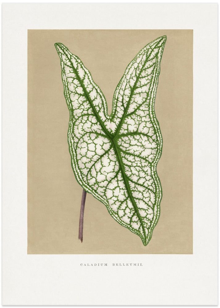 Green Caladium Belleymii Leaf Illustration