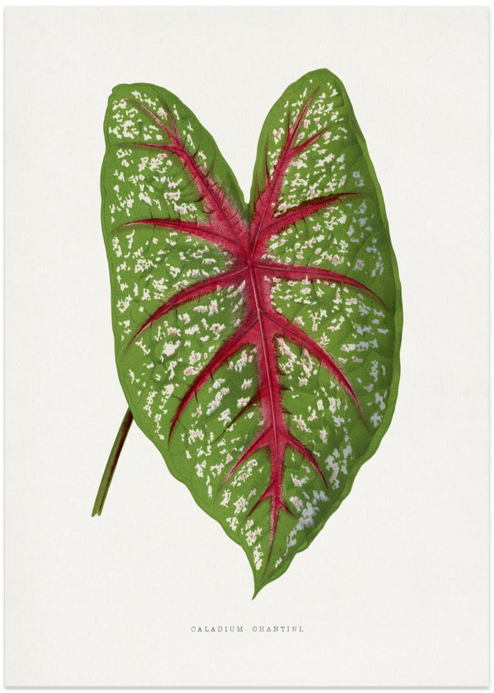 Green Caladium Chantini Leaf Illustration