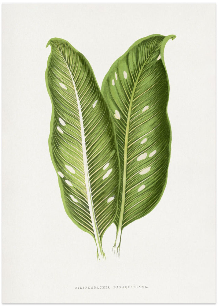Green Dieffenbachia Baraquiniana Leaf Illustration