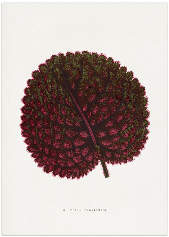 Pink Gesneria Exoniensis Leaf Illustration