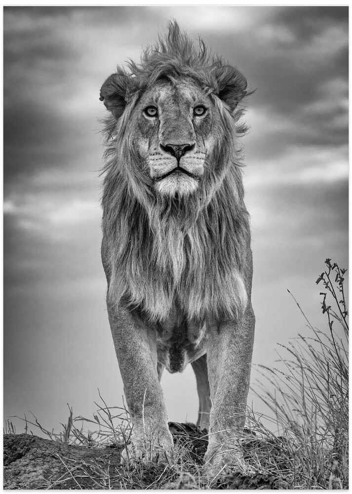 Encounter with the King