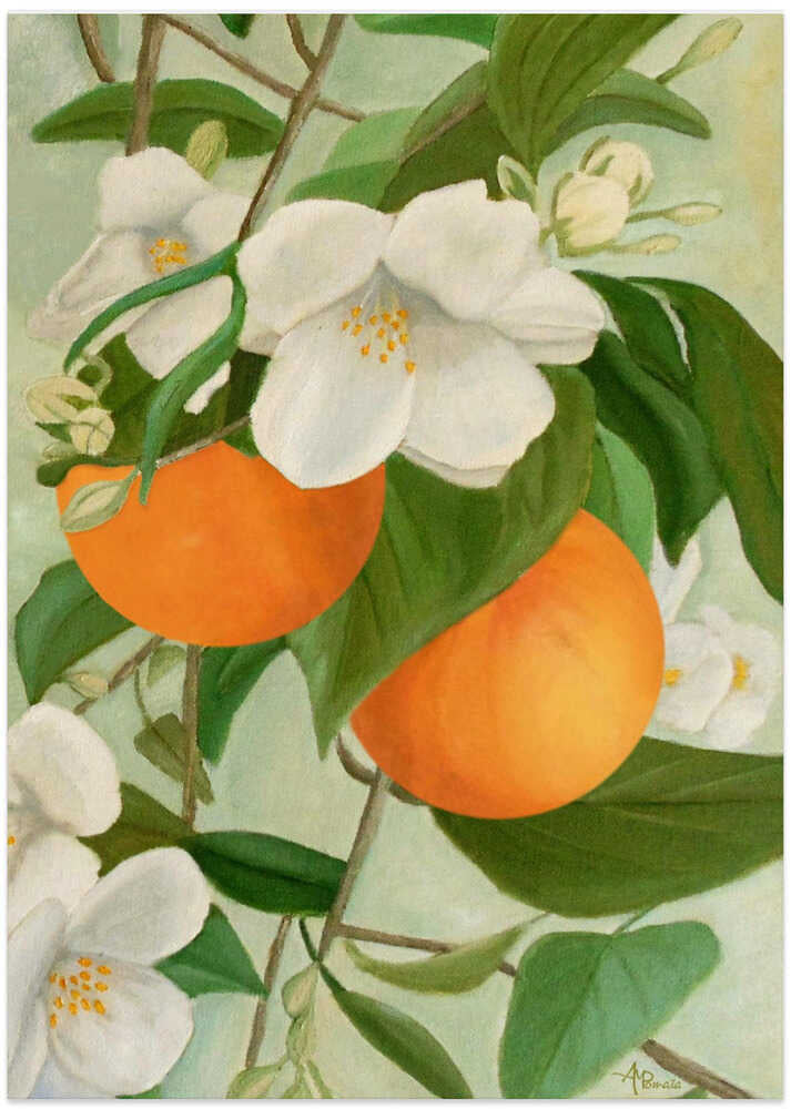 Branch of Orange Tree In Bloom