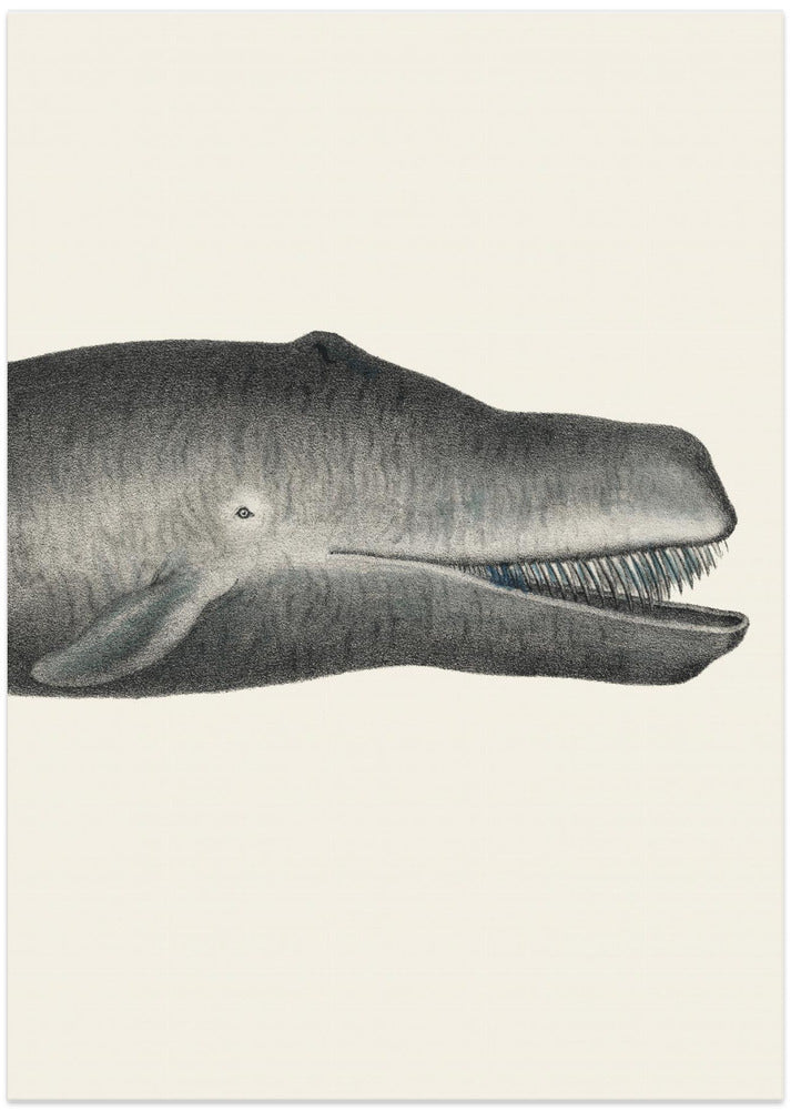 Whale Ii Tight Crop Handcolored Sealife Lithograph 1824