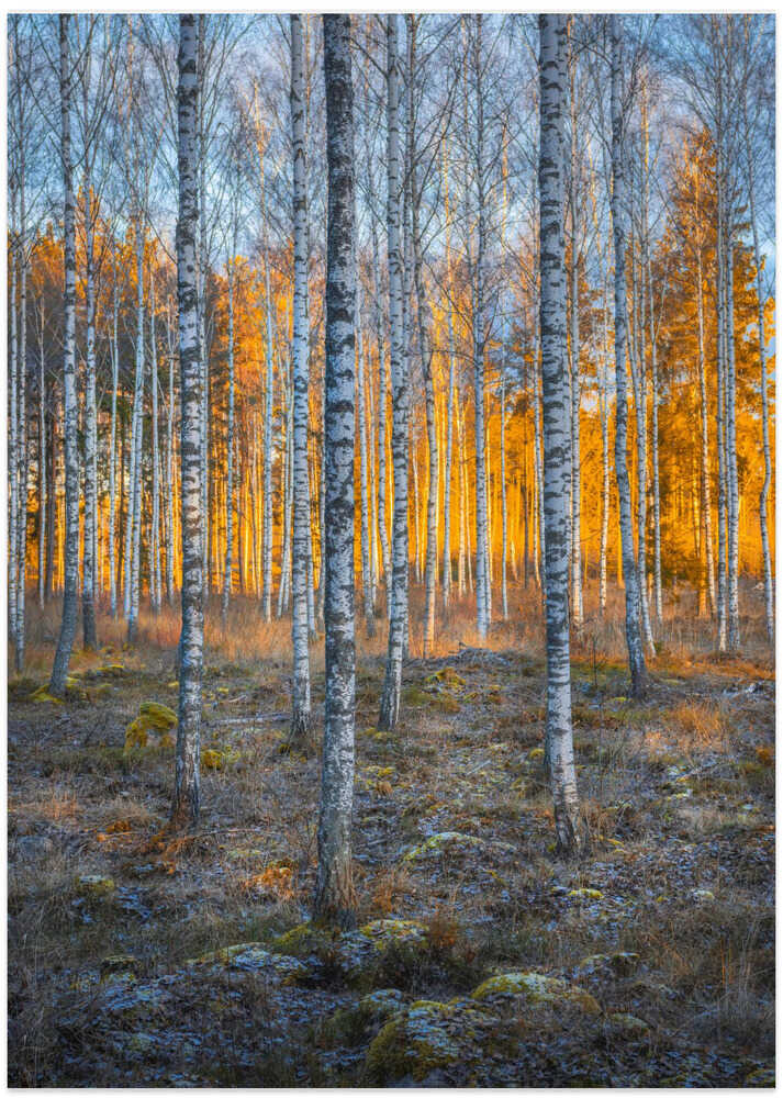 Birch forest