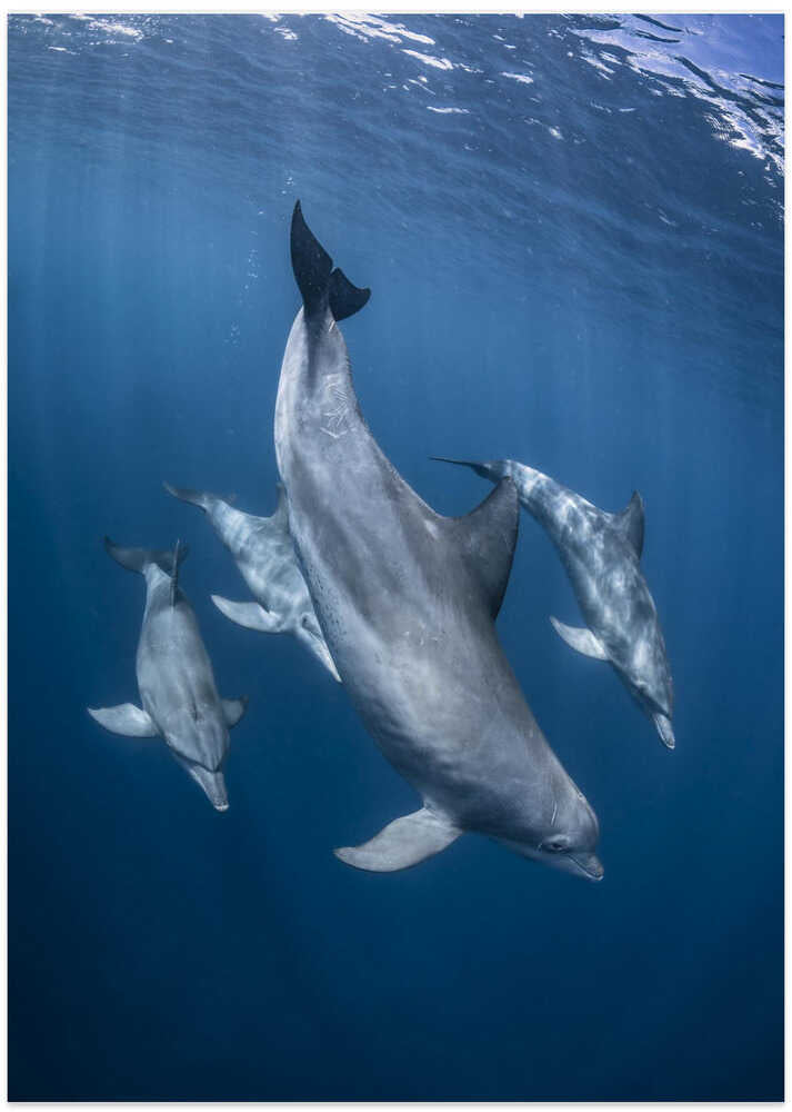 The lagoon patrollers