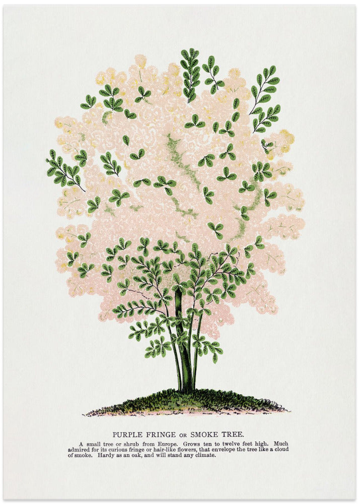 Purple Fringe Tree Lithograph