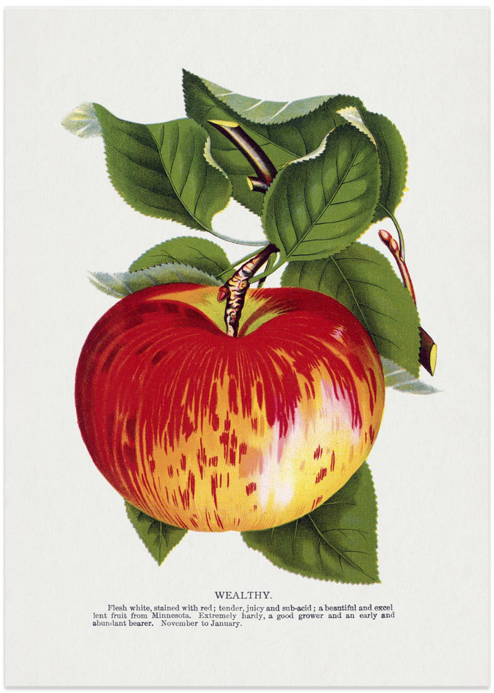 Wealthy Apple Lithograph