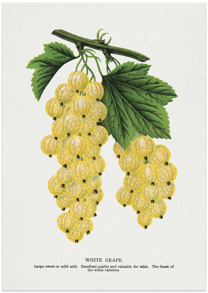 White Grape Lithograph