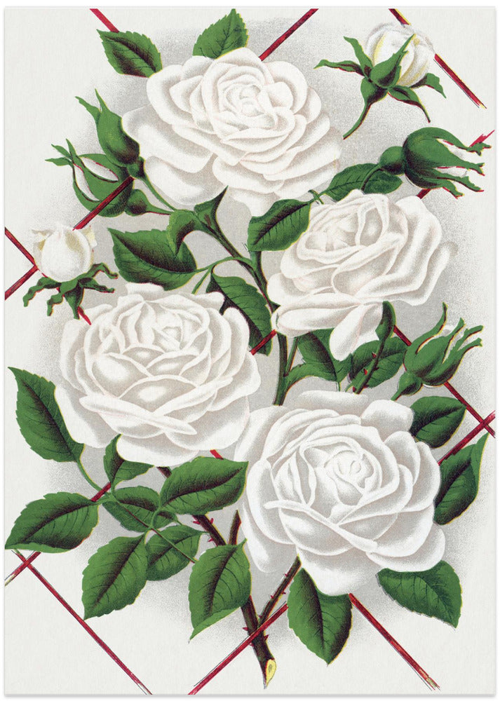 White Rose, Baltimore Belle Lithograph
