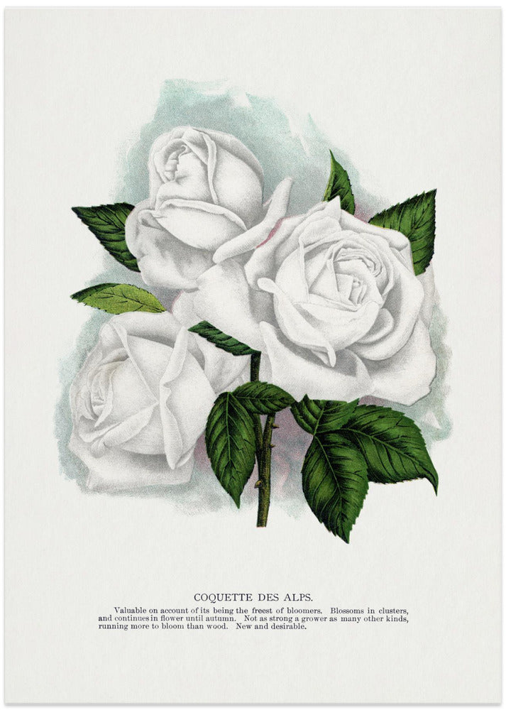 White Rose, Coquette Des Alps Lithograph